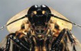 /album/cucarachas/cuca-eliminar-cucaracha-jpg/